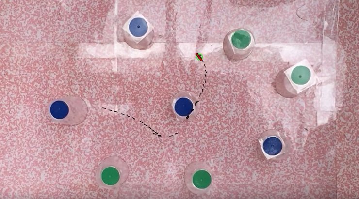 бджола, квітка, експеримент