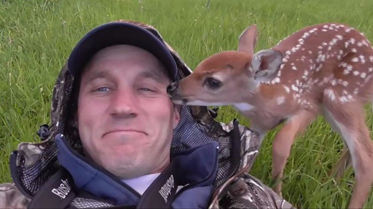 фото, олененок ручной