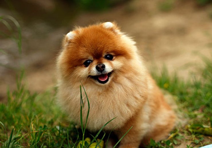 Померанский шпиц