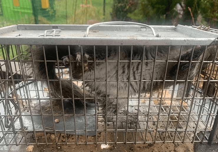 Белка по кличке "Полоска" покусала 18 человек