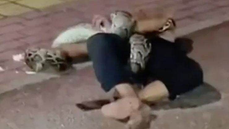 Двухметровый питон едва не проглотил пьяного мужчину, который шел домой из бара, змея, курьезы, интересные истории