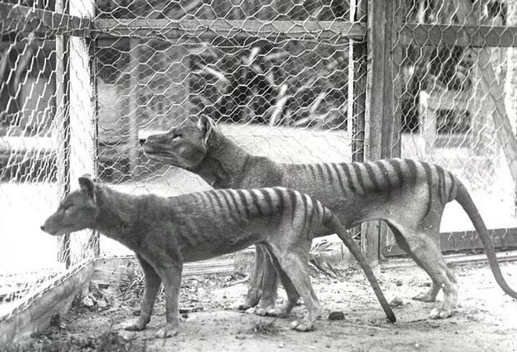 тасманский тигр