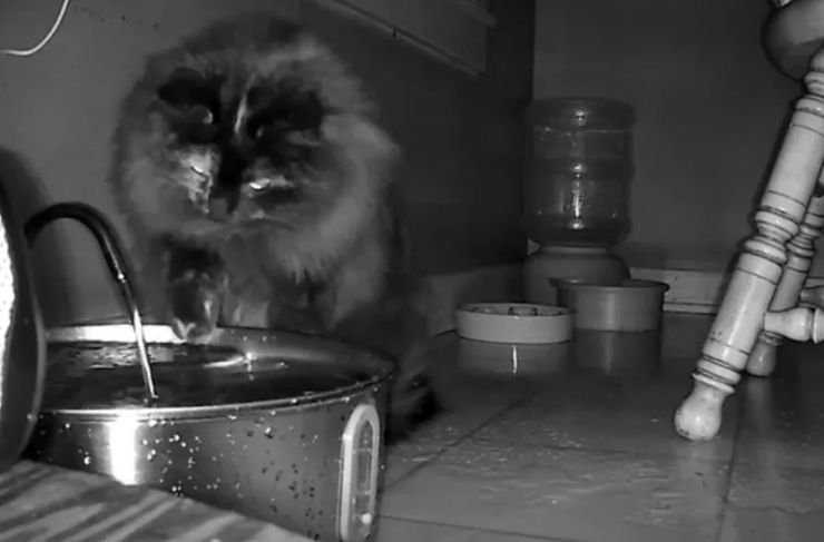 Коты, домашние любимцы, курьезы, приколы, камера наблюдения, Нидерланды, интересности, странные истории из жизни