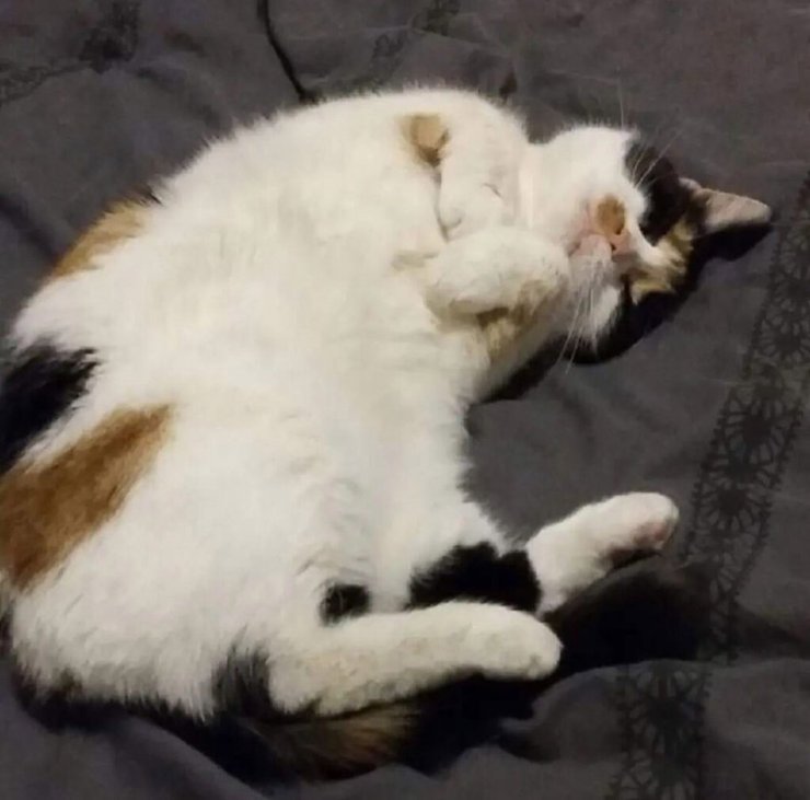 Зниклий кіт повернувся додому через 5 років, кіт, кішка, домашня тварина, кіт 5 років жив на вулиці, знайшли кота, зворушливе возз'єднання