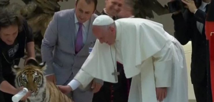 Папа Римський, тигр, тварини,