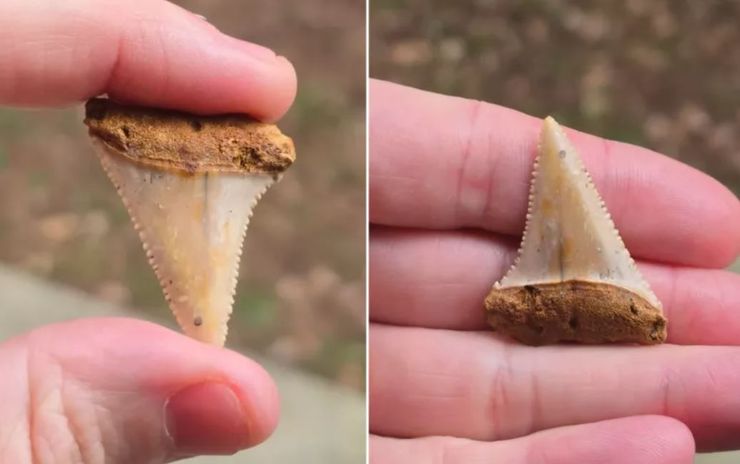 Мужчина нашел зуб большой белой акулы, когда перебирал мешок с гравием, чем интересна эта уникальная находка