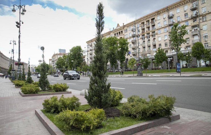 можжевельник, крещатик, киев, растение