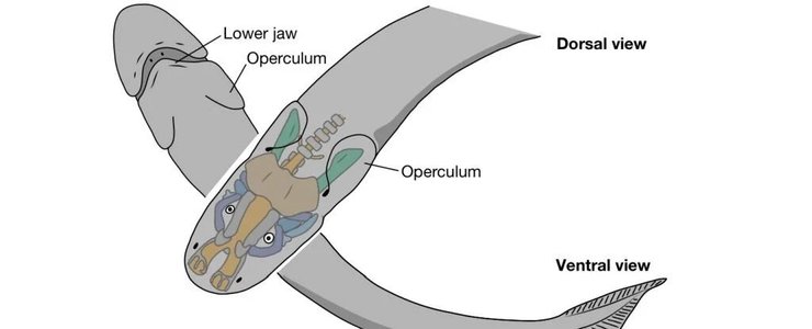 Palaeospondylus, схема, малюнок, фото