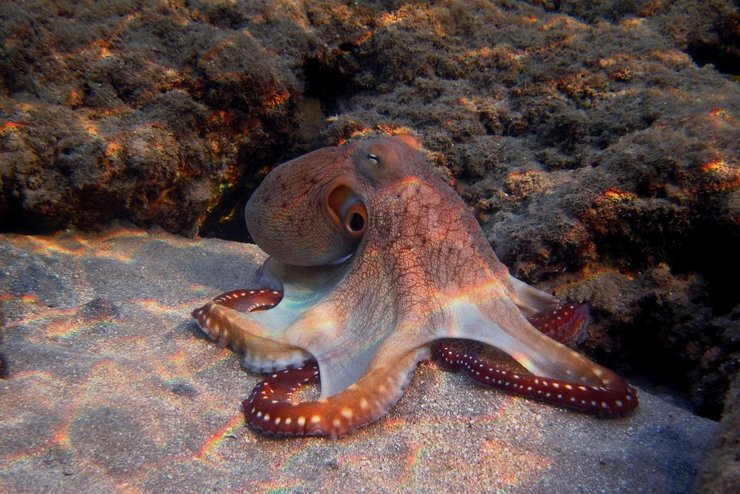 осьминог, эволюция, ум