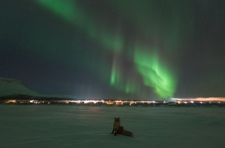 полярное сияние лиса