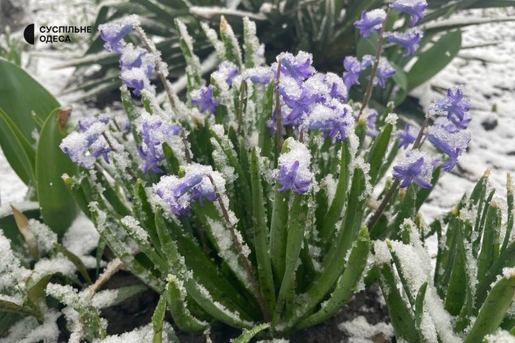 Сніг в Одеські області Фото: Суспільне