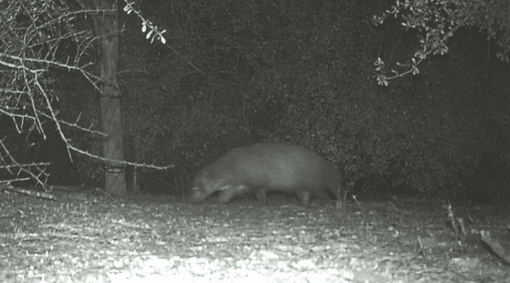 Животное, камера, снимок, парк, лес,