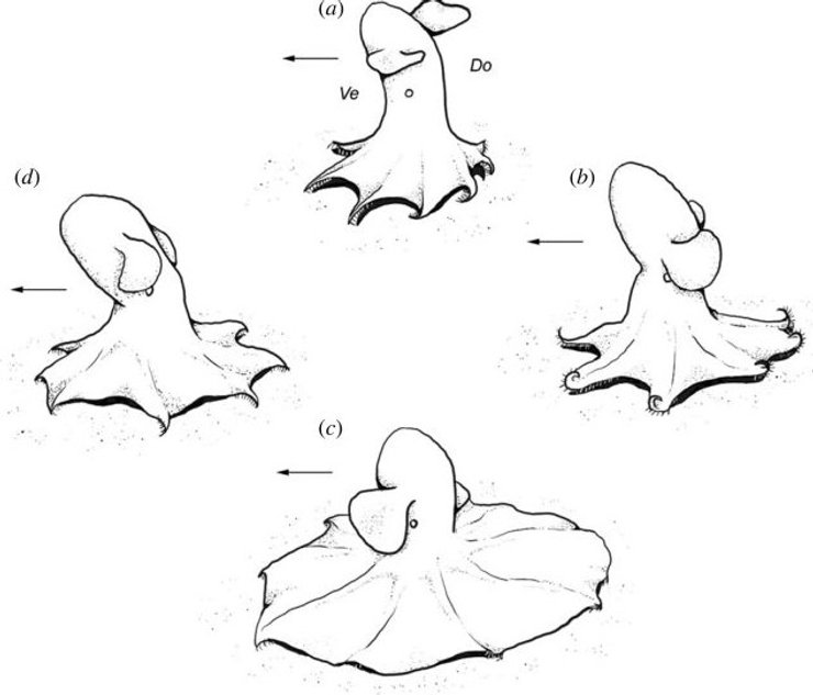 движение осьминогов, осьминоги движение