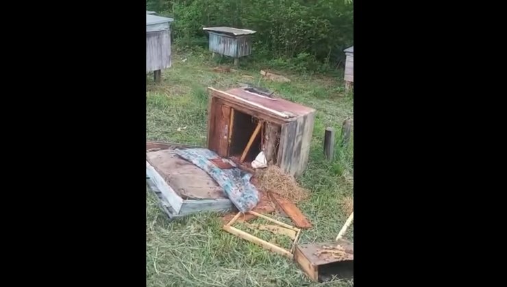 Пасека, Прикарпатье