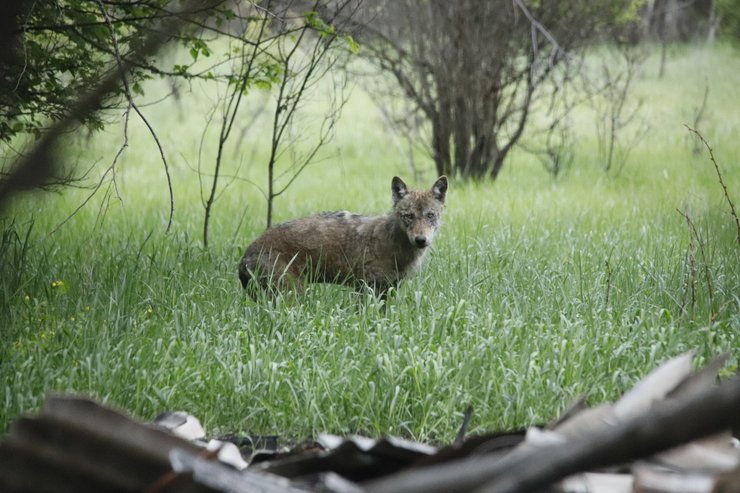 Волк из Чернобыля испугал сеть