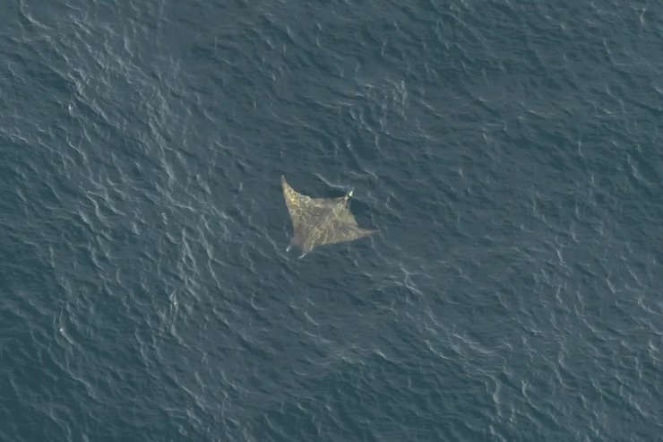 чилійський морський диявол Окен