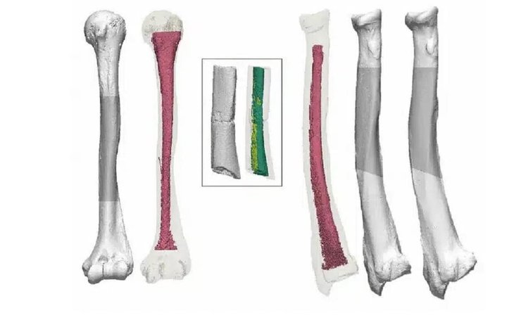 кістки, скам'янілості
