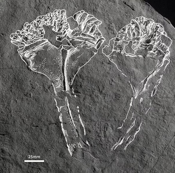 Auroralumina attenboroughii
