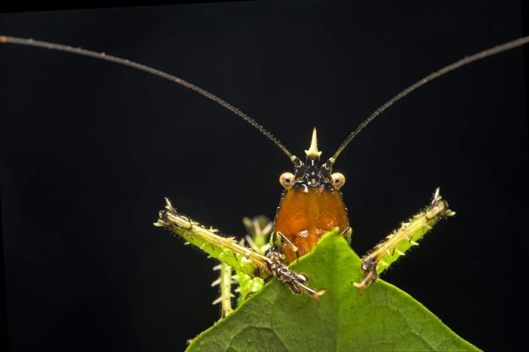 кузнечик колючий дьявол
