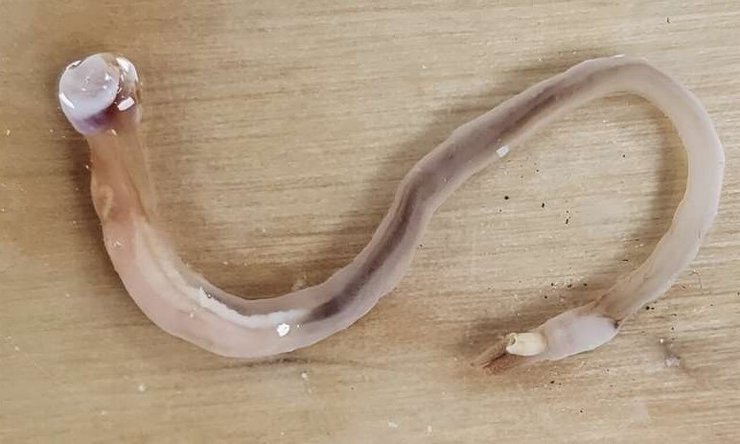 корабельний черв'як