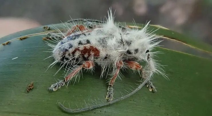 жук, новый вид, Excastra albopilosa