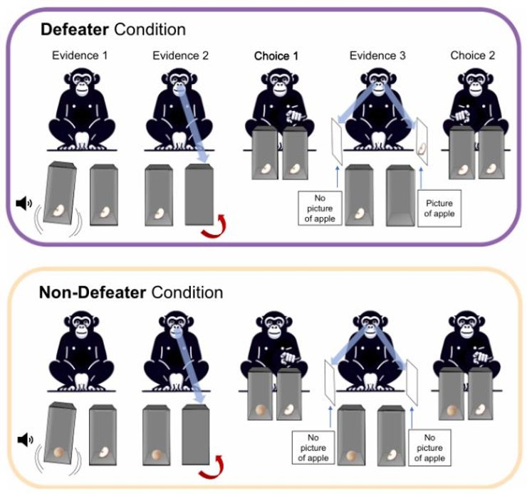 эксперимент шимпанзе