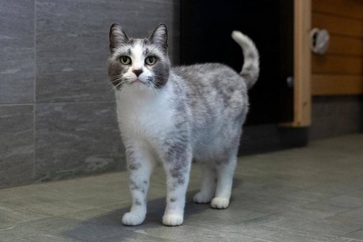 коты кошки сальмиак