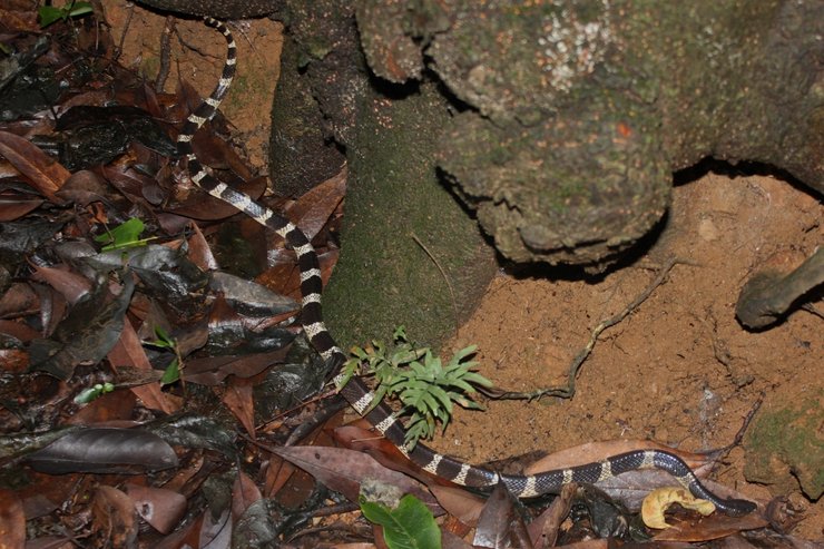 змея китайский многополосый крайт