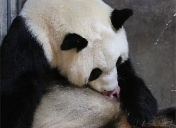 панда и детеныши