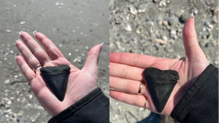 Зуб акулы, необычная находка, пляж, охотники на акул, редкая находка,