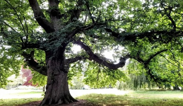 сладкий каштан великобритания