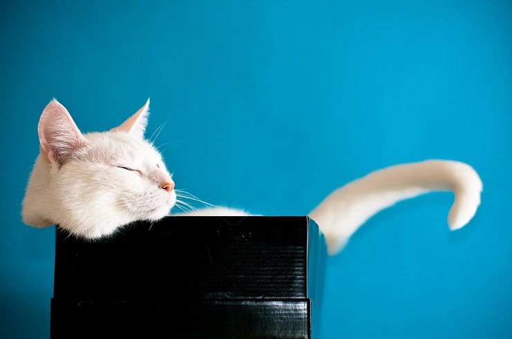 коты, домашние кошки, домашние животные, кошка в коробке