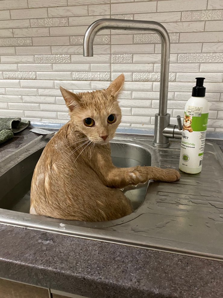 Рыжий кот, раковина, фото