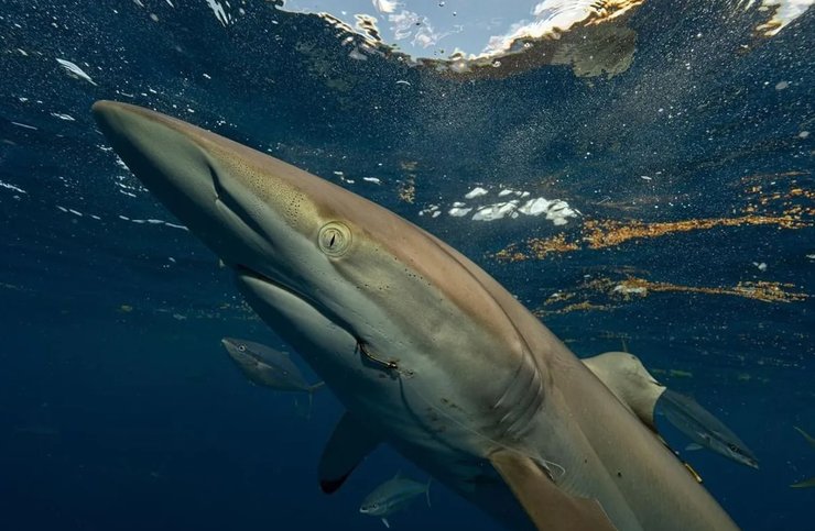 шелковая акула