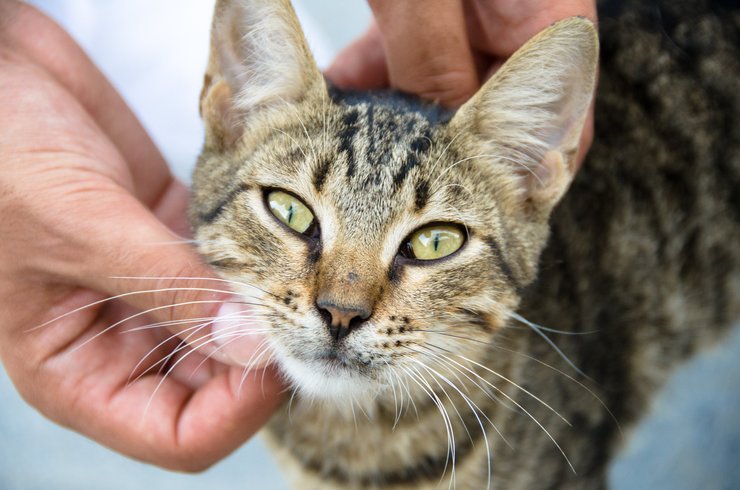 кот, человек, взаимодействие