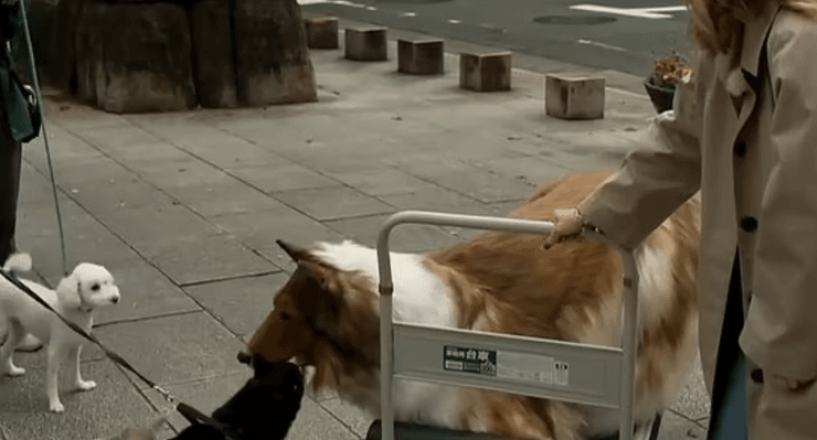 японец в костюме собаки, собаки