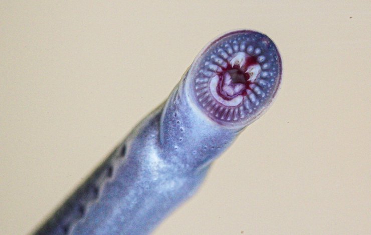 ручьевая минога австралийская