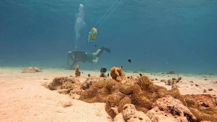 океан рыба трубач эксперимент