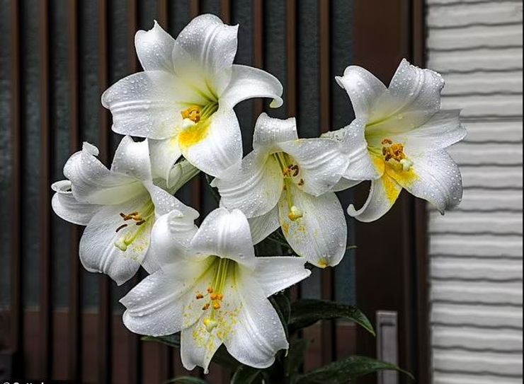 Білі лілії, великодні традиції, Великдень