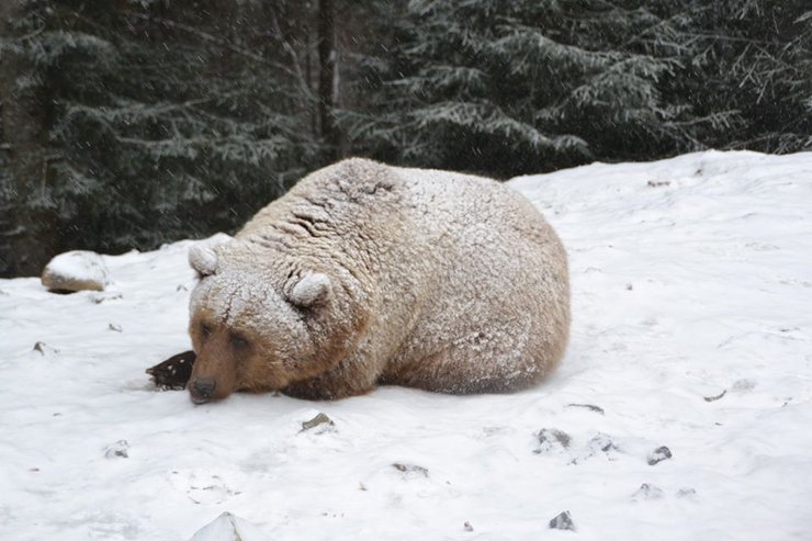 бурые медведи, карпаты, фото