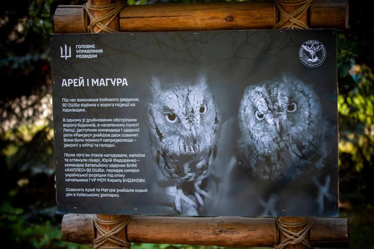 сови ГУР, совенята ГУР, ГУР, Буданов