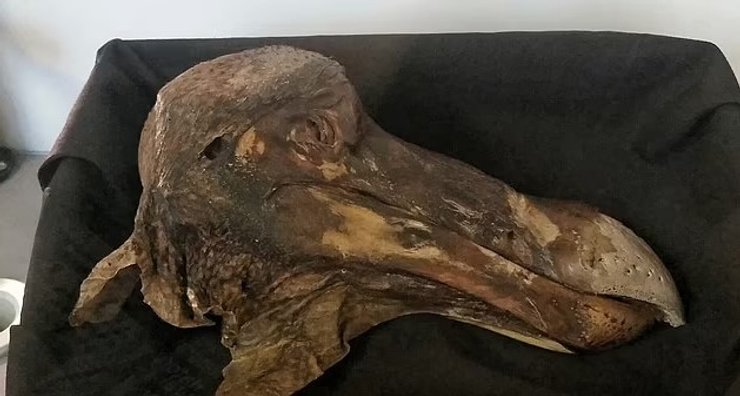 дронт додо скелет