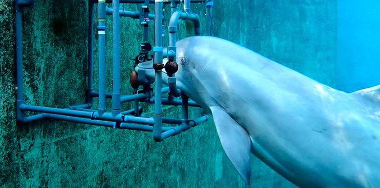 дельфин электрическое поле