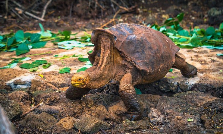 Cамец эспаньольской слоновой черепахи по кличке Диего