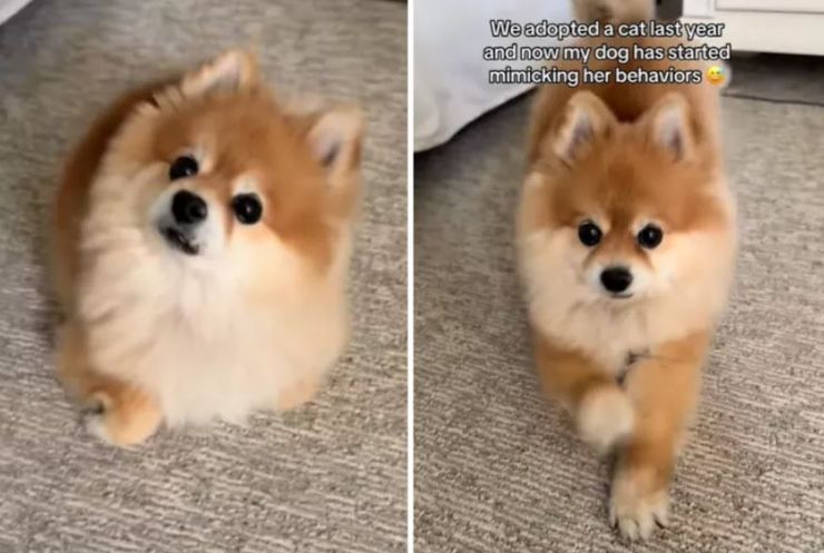 Померанський шпіц Лола перейняла манери вуличного кота, якого підібрала її господиня, тварини, курйози, приколи