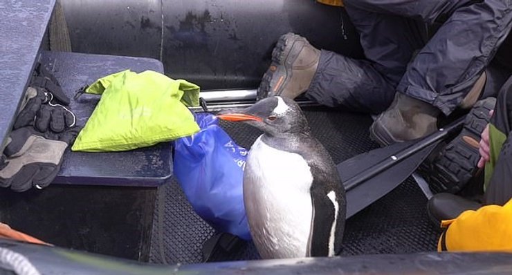 пингвин, Антарктида