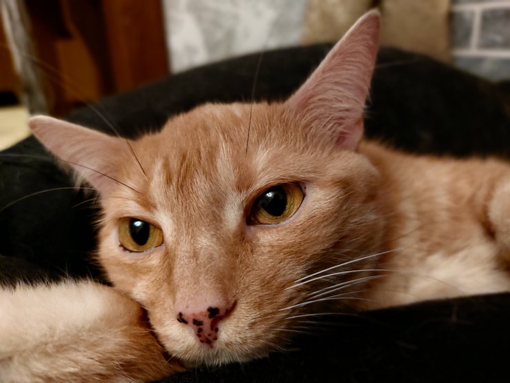 рыжий кот, веснушки
