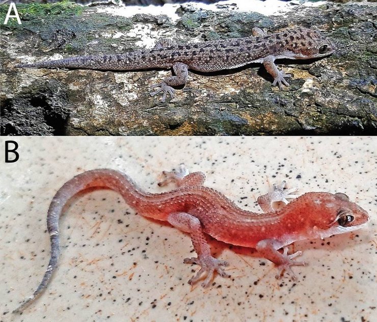 геккон новый вид