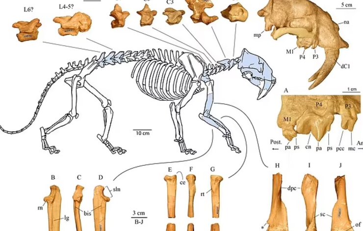 Eusmilus adelos, кости, нимравиды
