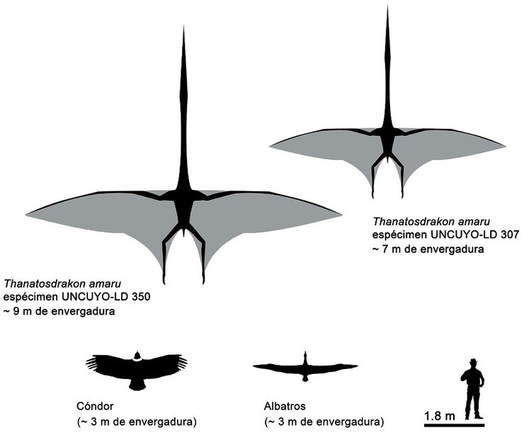 порівняльна схема, птахи, людина, малюнок, фото